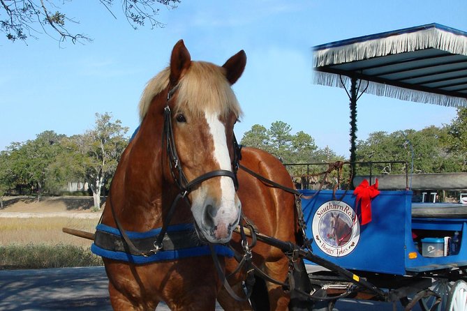 #1 Historical Horse Drawn Carriage Tour - What the small group size changes
