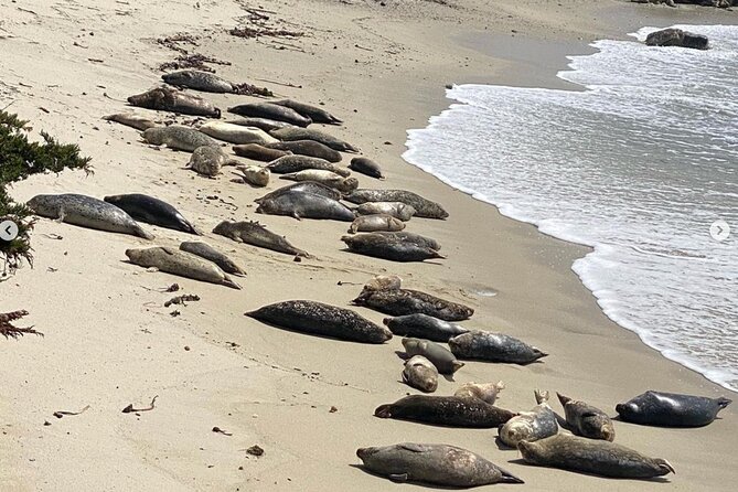 17-Mile Drive Electric Bike Guided Tour - Bird Rock is the wildlife highlight