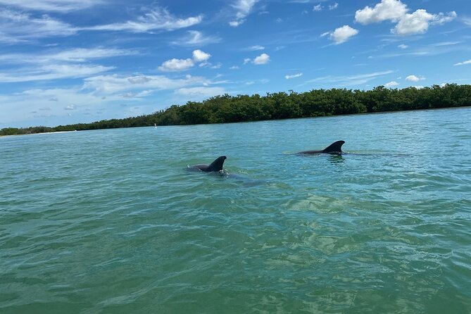 2.5-Hour Guided Group Kayak Tour on Big Hickory Pass - Paddling into Estero Bay’s mangrove tunnels