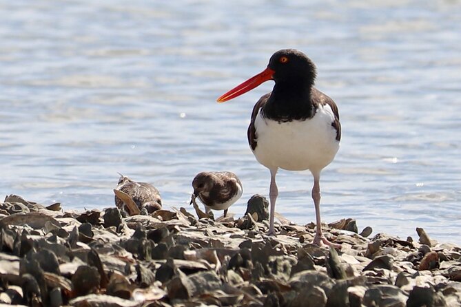 2-Hour Guided Kayak Eco Tour in Charleston - Wildlife sightings are exciting, but never promised
