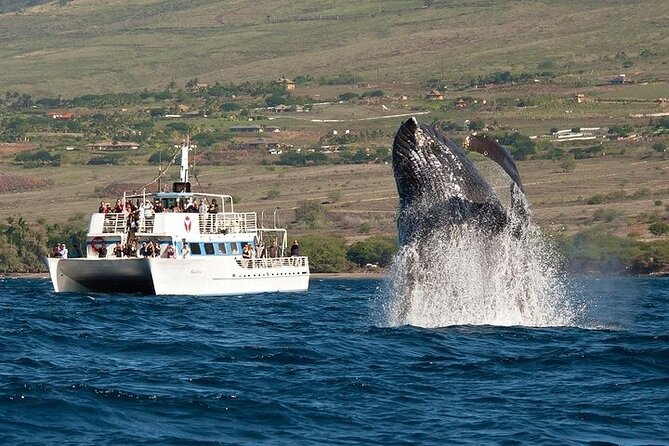 2-Hour Oahu Whale Watch from Ala Wai Harbor, Waikiki - Key points to know before you book