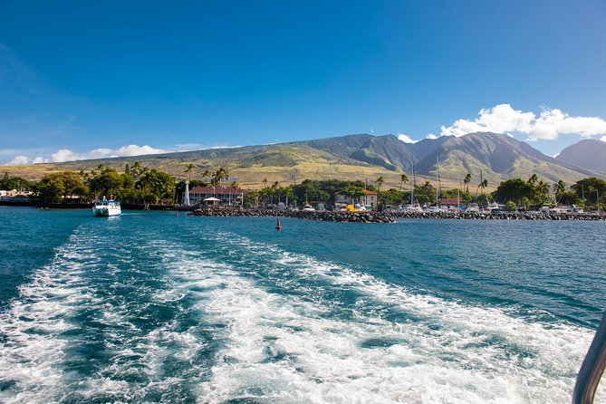 2-Hour Oahu Whale Watch from Ala Wai Harbor, Waikiki - Finding humpbacks from December through May