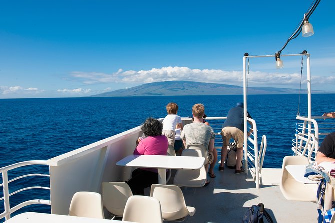 2-Hour Oahu Whale Watch from Ala Wai Harbor, Waikiki - Dolphins, turtles, seals, and flying fish