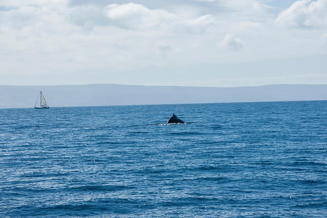 2-Hour Oahu Whale Watch from Ala Wai Harbor, Waikiki - The boat setup and what to bring
