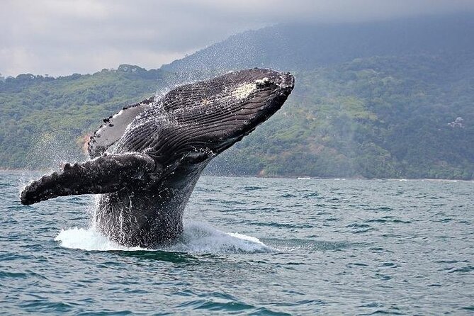 2-Hour Oahu Whale Watch from Ala Wai Harbor, Waikiki - Leaving Ala Wai Harbor for the Pacific