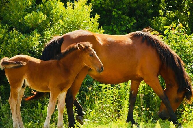 2-hour Outer Banks Wild Horse Tour by 4WD Truck - The Wild Horse Conservation Area and photo stops