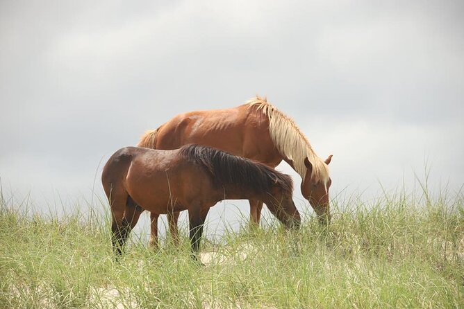 2-hour Outer Banks Wild Horse Tour by 4WD Truck - The best season, clothing, and family fit