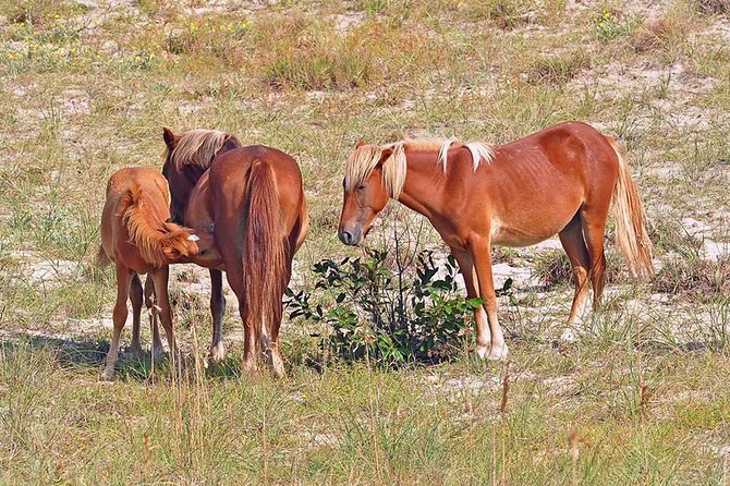 2-hour Outer Banks Wild Horse Tour by 4WD Truck - Leaving pavement for the 4WD beach