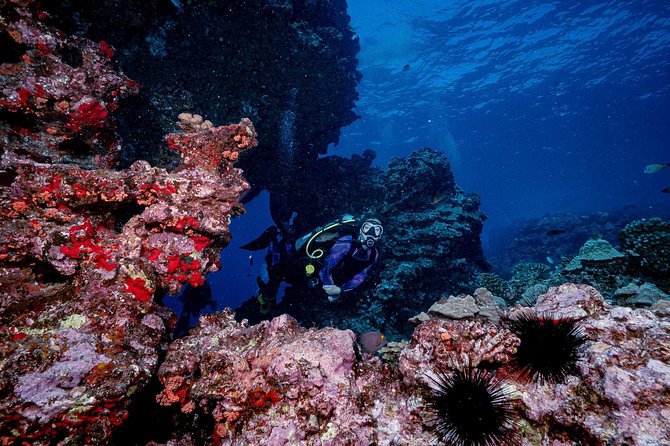 2 Tank Lanai Cathedral Scuba Dive Via Boat for Certified Divers - Is $306.89 a fair price?