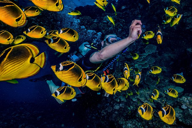 2 Tank Lanai Cathedral Scuba Dive Via Boat for Certified Divers - A 6:30 AM start at Mala Wharf