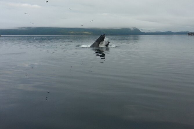 3.5 Hour Crowd-Skipping Whale Tour in Juneau, Alaska - Auke Bay and the whale search