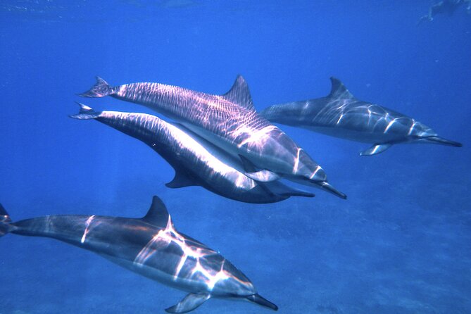 3.5 Hour Kailua-Kona Ocean Kayak and Snorkel Tour - Why the 7 a.m. start is worth the alarm