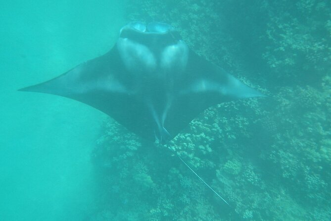3.5 Hour Kailua-Kona Ocean Kayak and Snorkel Tour - Sea caves, lava tubes, and the shoreline’s natural features