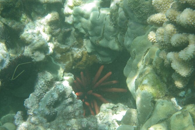 3.5 Hour Kailua-Kona Ocean Kayak and Snorkel Tour - Snorkeling over coral and more than 50 fish species