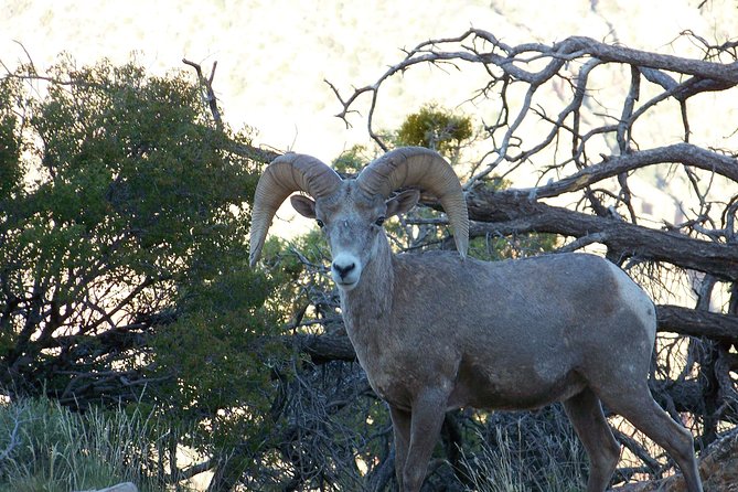 3 Hour Back-Road Safari to Grand Canyon with Entrance Gate By-Pass at 9:30 am - Yavapai Point and the wide canyon view