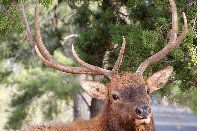 3 Hour Back-Road Safari to Grand Canyon with Entrance Gate By-Pass at 9:30 am - The guide can make or break the three hours