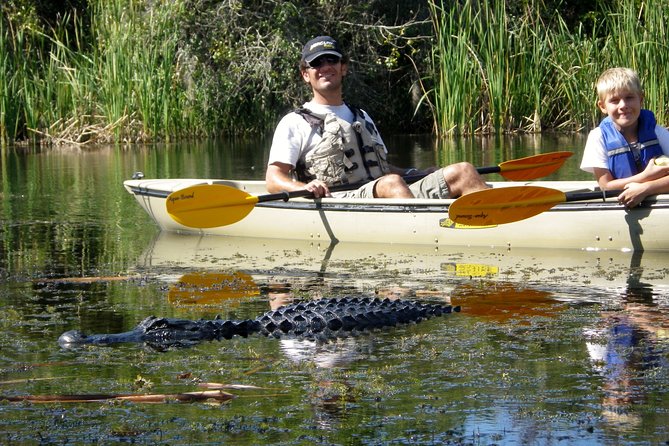 3 Hour Guided Mangrove Tunnel Kayak Eco Tour - Key things to know before you book