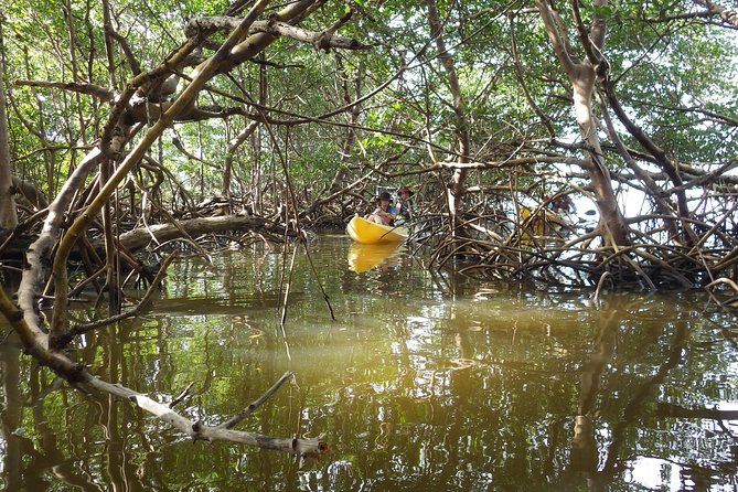3 Hour Guided Mangrove Tunnel Kayak Eco Tour - Entering the 10-foot mangrove canopy