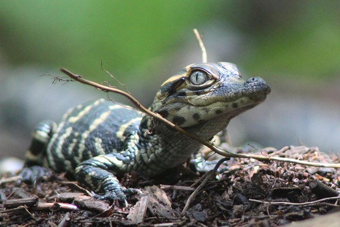 3 Hour Guided Mangrove Tunnel Kayak Eco Tour - Wildlife watching, from alligators to spoonbills