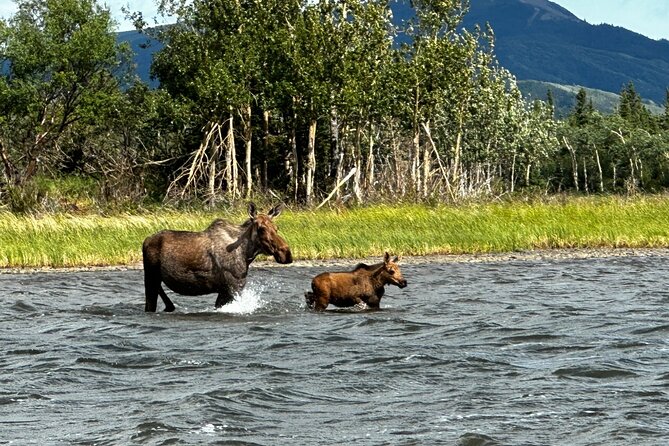3 Hour SHERP Tour: Denali Fat Truck Tours - Key points at a glance