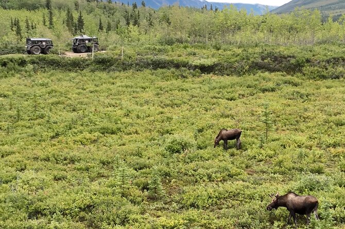 3 Hour SHERP Tour: Denali Fat Truck Tours - Pickup, timing, and practical planning