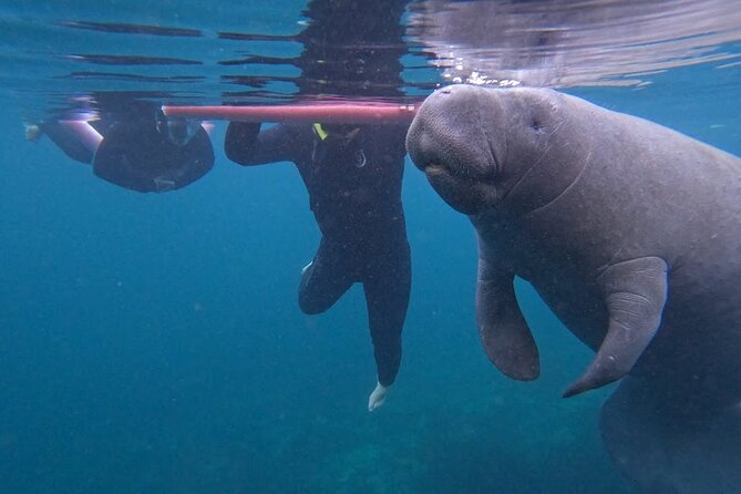 3 Hour Small Group All Inclusive Manatee Swim with free Photo pkg - Key points to know before you book