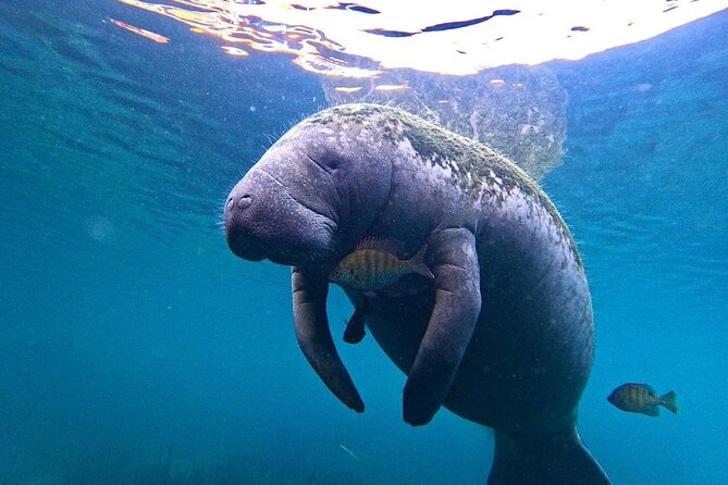3 Hour Small Group All Inclusive Manatee Swim with free Photo pkg - Why the six-person boat matters in Kings Bay
