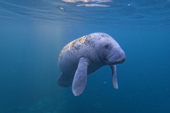 3 Hour Small Group All Inclusive Manatee Swim with free Photo pkg - Seasonal water conditions and manatee sightings