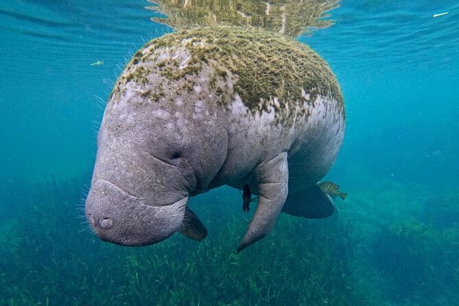 3 Hour Small Group All Inclusive Manatee Swim with free Photo pkg - Guides who make the encounter easier