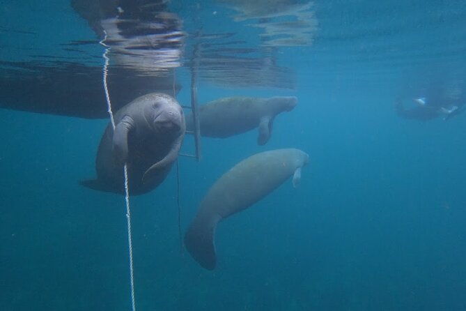 3 Hour Small Group All Inclusive Manatee Swim with free Photo pkg - What the swim feels like