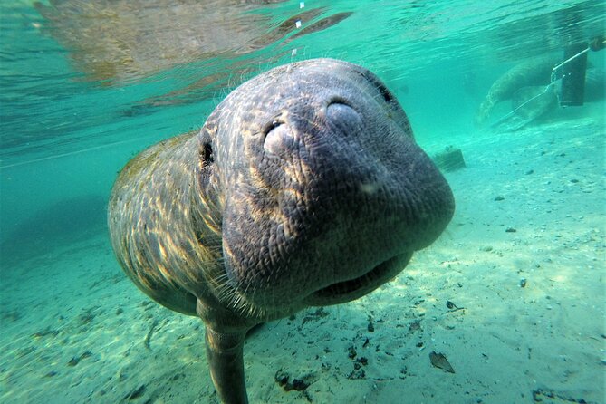 3 hours Manatee Swim Tour in Florida - Key points to know before you book
