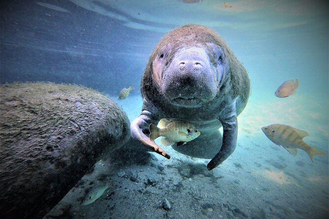 3 hours Manatee Swim Tour in Florida - Meeting the manatees at Kings Bay