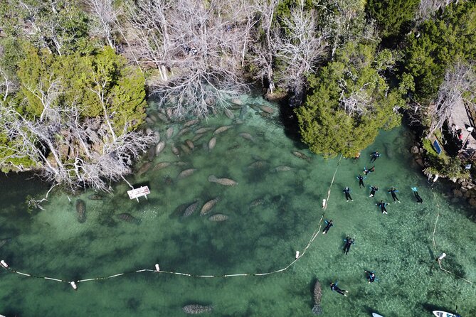 3 hours Manatee Swim Tour in Florida - Family suitability and swimming confidence