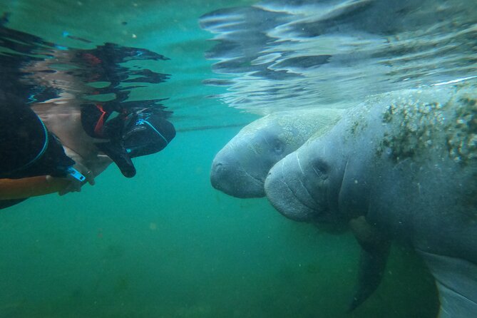 3 hours Manatee Swim Tour in Florida - The crowd question at Crystal River