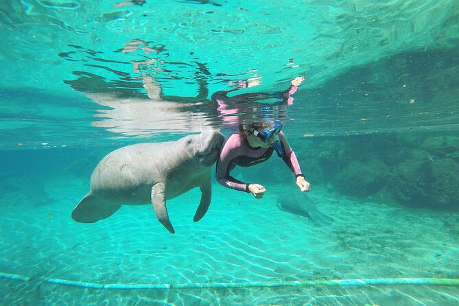 3 hours Manatee Swim Tour in Florida - What makes Three Sisters Springs special
