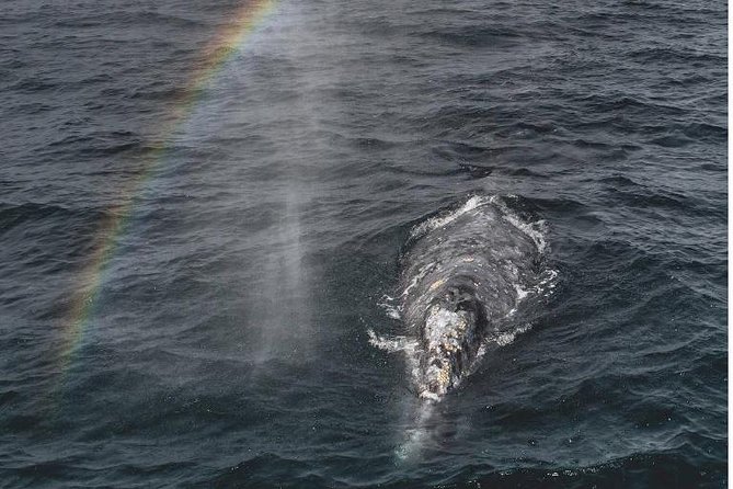 4 Hour Whale Watching Tour From Monterey - Key points before you book