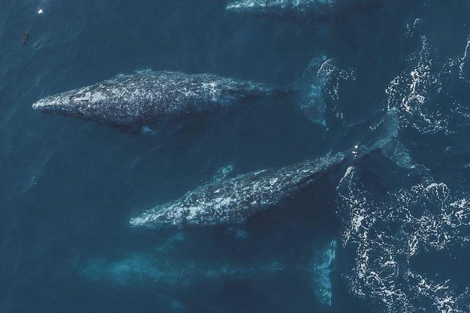 4 Hour Whale Watching Tour From Monterey - What three and a half hours on Monterey Bay feels like