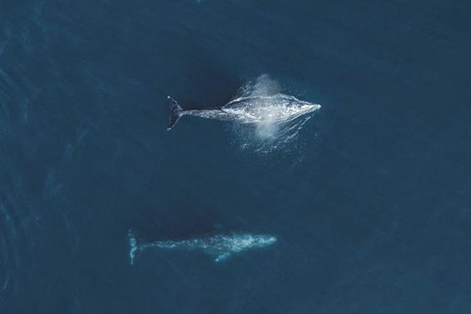 4 Hour Whale Watching Tour From Monterey - Dolphins, sea lions, otters, and the bonus sightings