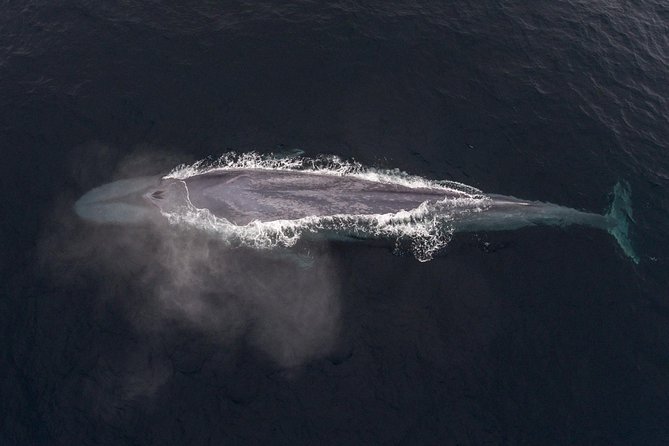 4 Hour Whale Watching Tour From Monterey - Small boat advantages and the motion problem