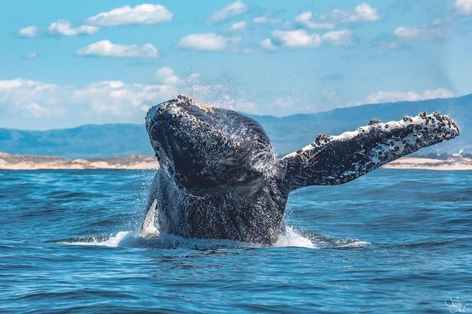 4 Hour Whale Watching Tour From Monterey - Is $85 a good value?