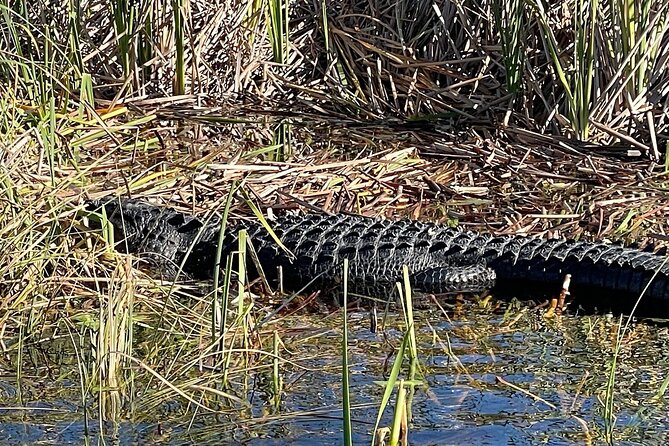 60 min. Everglades Airboat ride & pick-up ,small group +pro guide - Wildlife sightings are real, but never promised