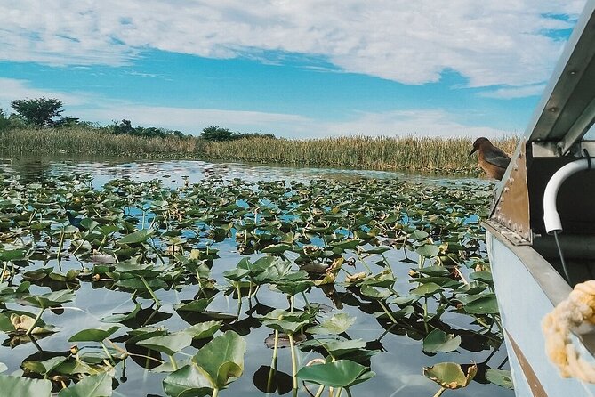 60 min. Everglades Airboat ride & pick-up ,small group +pro guide - How to make the most of the day
