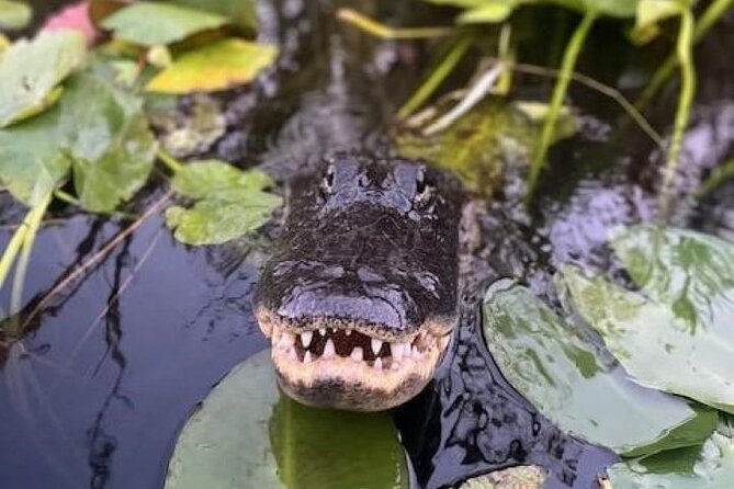 60 Minutes Small Group Everglades Airboat Ride in Miami - Why this short Everglades ride works well from Miami