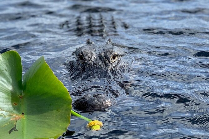 60 Minutes Small Group Everglades Airboat Ride in Miami - Why the small group matters