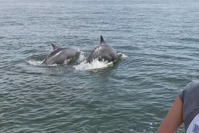 90-Minute Private Dolphin Tour in Hilton Head Island - Watching wild dolphins near the Cooper River