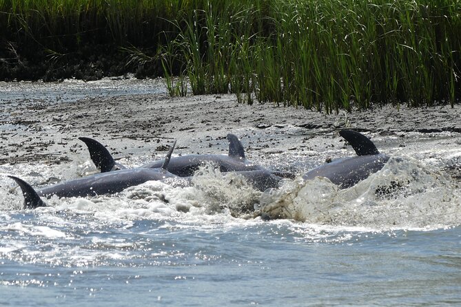 90-Minute Private Dolphin Tour in Hilton Head Island - A strong choice for families with children
