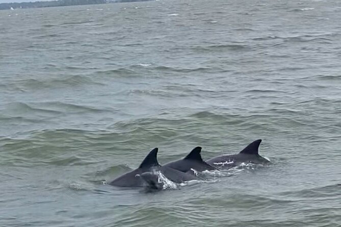 90-Minute Private Dolphin Tour in Hilton Head Island - How the private price works for your group
