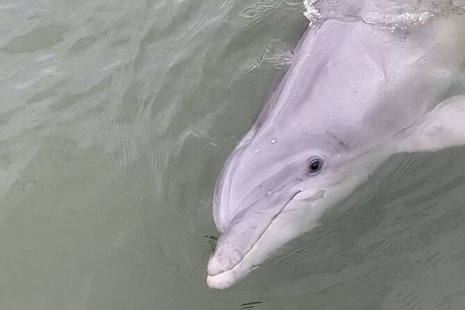 90-Minute Private Dolphin Tour in Hilton Head Island - Timing, weather, and what to bring