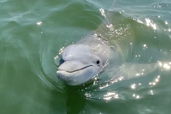 90-Minute Private Dolphin Tour in Hilton Head Island - What you can expect during the 90 minutes