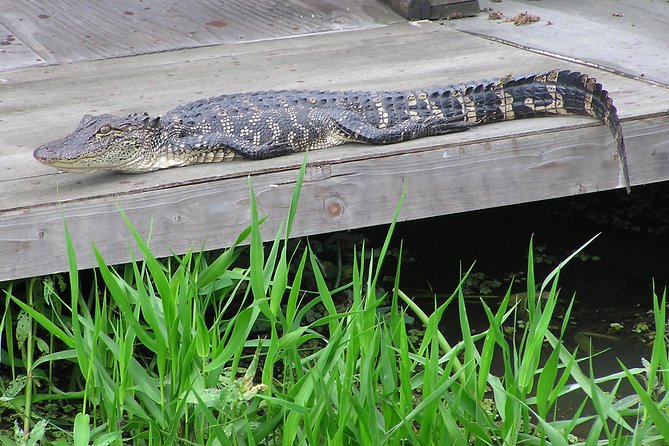 Airboat and Plantations Tour with Gourmet Lunch from New Orleans - Who should choose this New Orleans tour?